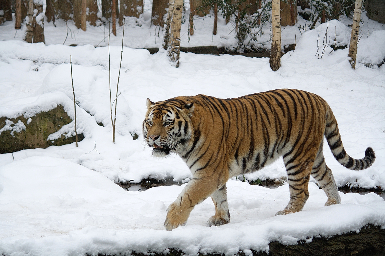 Sibirischer Tiger (Tomak) im Schnee 
