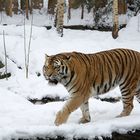 Sibirischer Tiger (Tomak) im Schnee 