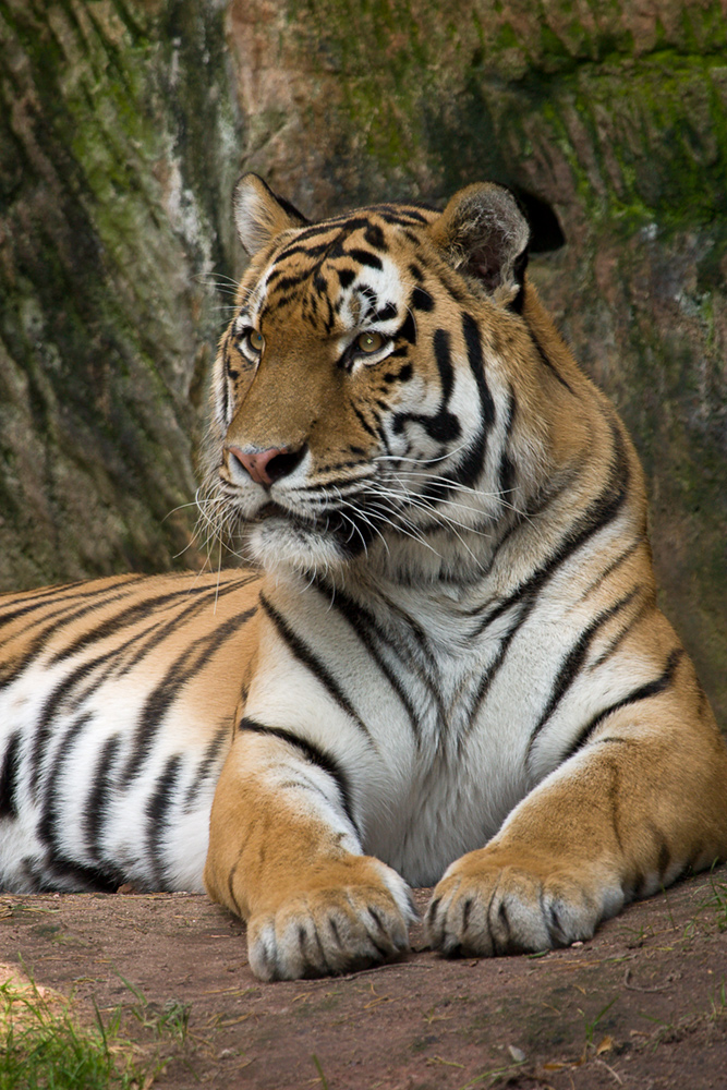 Sibirischer Tiger (Zoo) von Dieter B