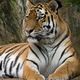 Sibirischer Tiger (Zoo)