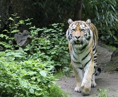 Sibirischer Tiger Zoo Duisburg 2