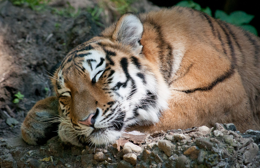 Sibirischer Tiger * Zoo Duisburg