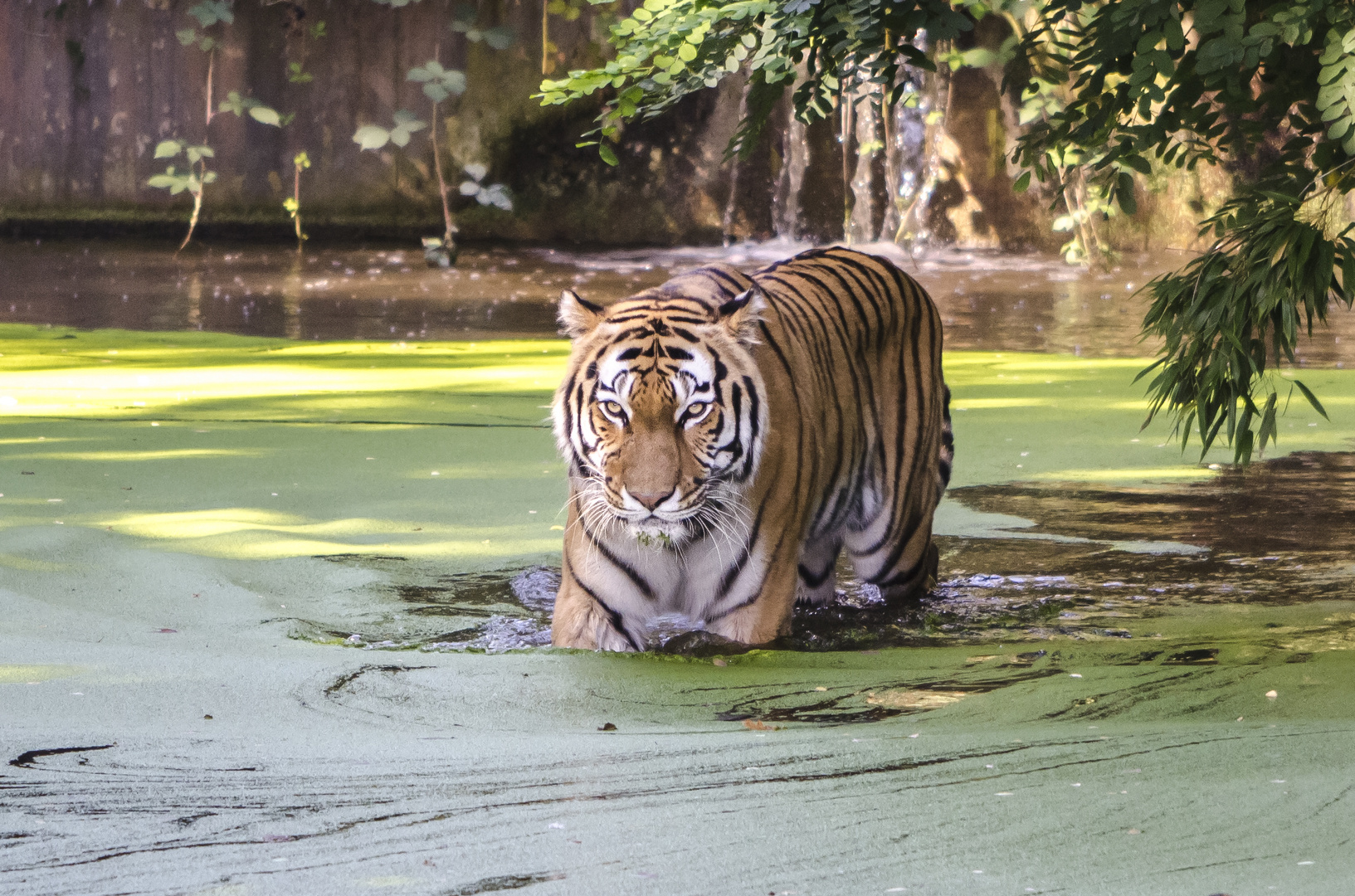 Sibirischer Tiger (Zoo Duisburg)