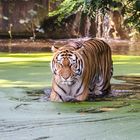 Sibirischer Tiger (Zoo Duisburg)