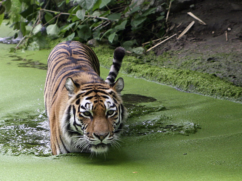 Sibirischer Tiger Zoo Duisburg