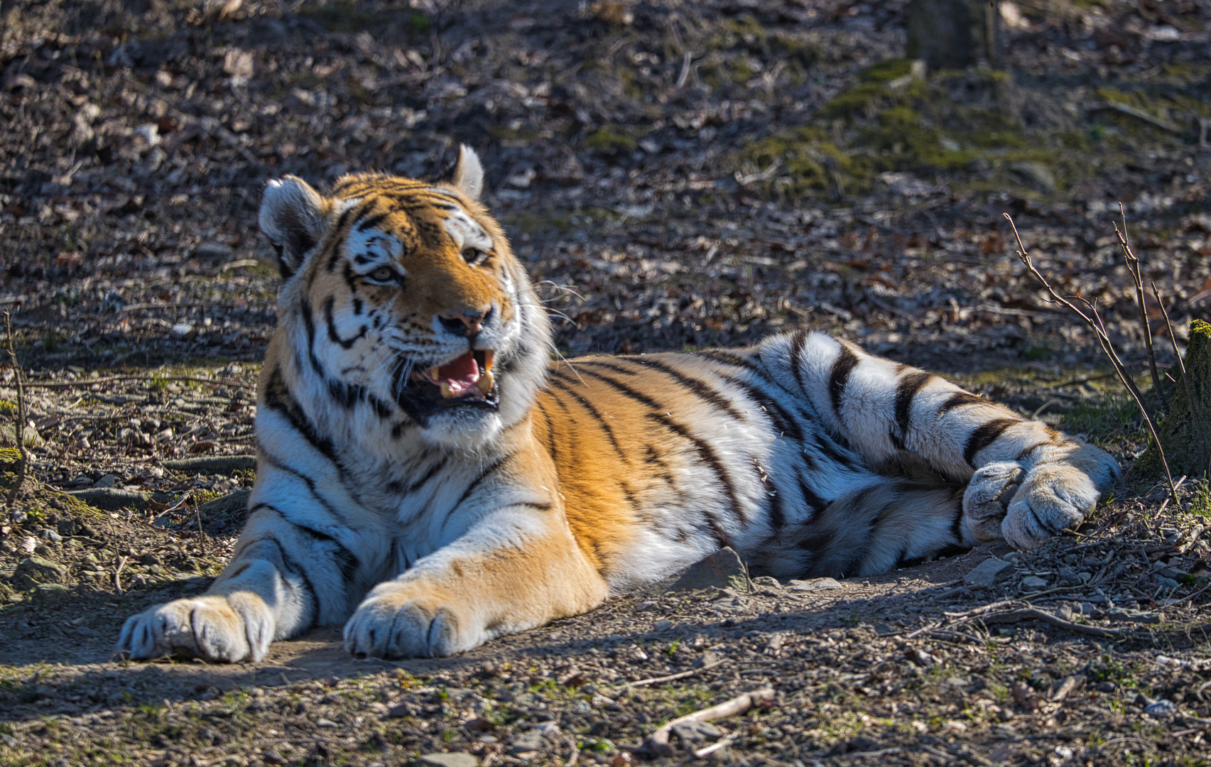 sibirischer Tiger_E7I0539