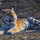 sibirischer Tiger_E7I0539