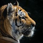 sibirischer Tiger_E7I7250