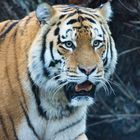 Sibirischer Tiger_E7I9813