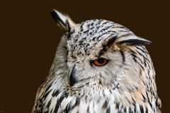 Sibirischer Uhu