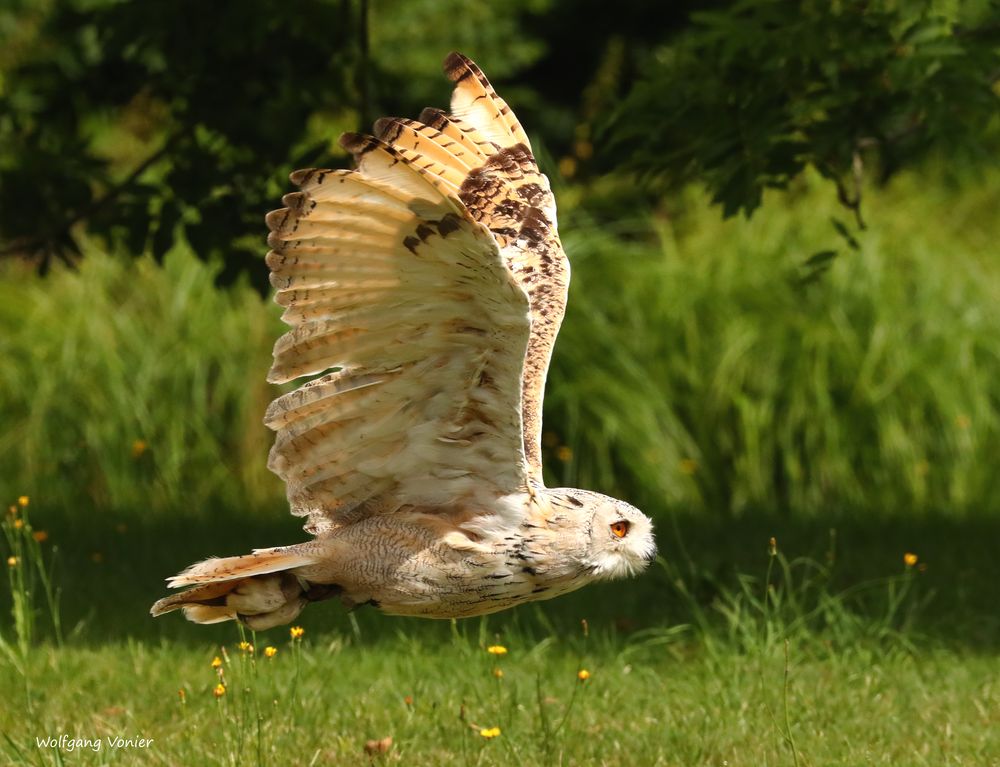 Sibirischer Uhu