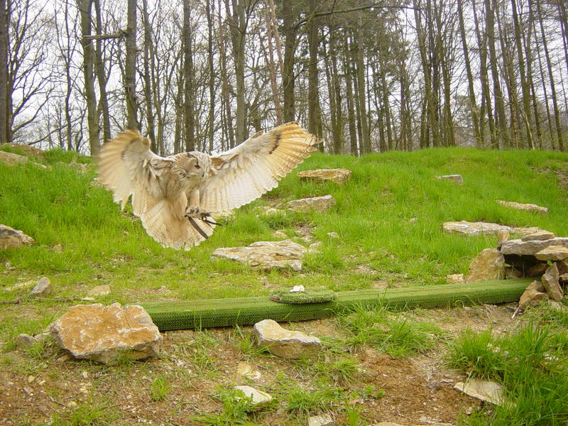 Sibirischer Uhu beim Anflug