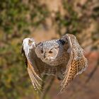  Sibirischer Uhu (Bubo bubo sibiricus)