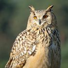 Sibirischer Uhu ..... Bubo bubo sibiricus,- die größte Eulenart.