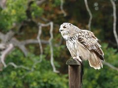 Sibirischer Uhu, Bubo bubo sibiricus