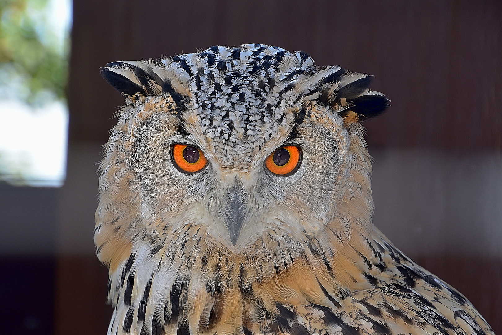 Sibirischer-Uhu (Bubo bubosibiricus)