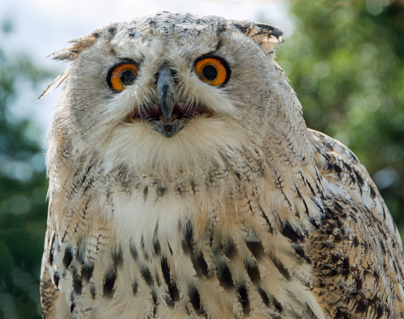 Sibirischer Uhu Falknerei Wolkenstein Sachsen