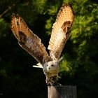 Sibirischer Uhu im Anflug