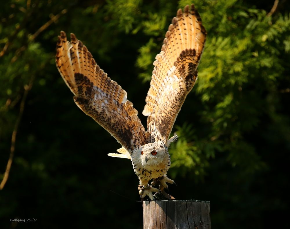 Sibirischer Uhu im Anflug