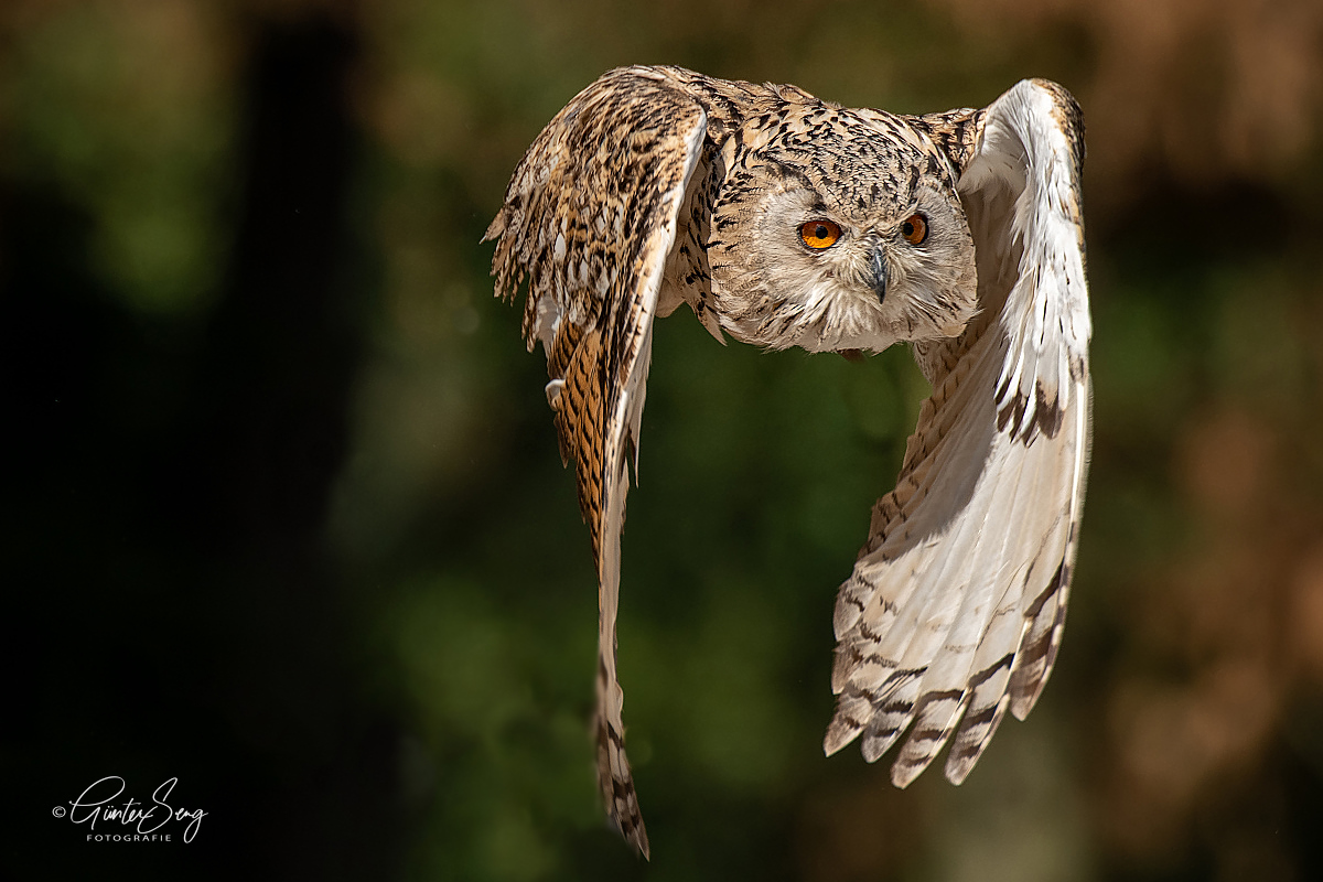 Sibirischer UHU im eleganten Flug