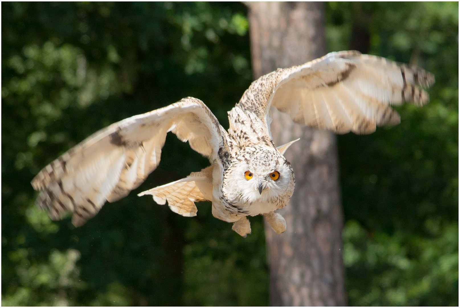 Sibirischer Uhu im Flug