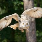 Sibirischer Uhu im Flug