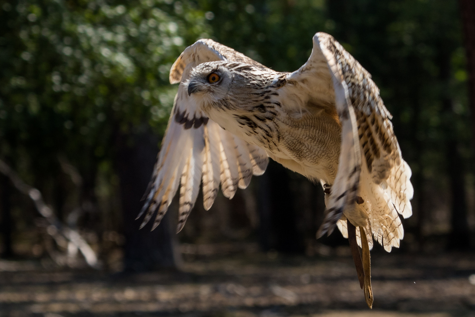 Sibirischer Uhu im Flug