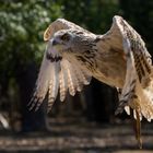 Sibirischer Uhu im Flug