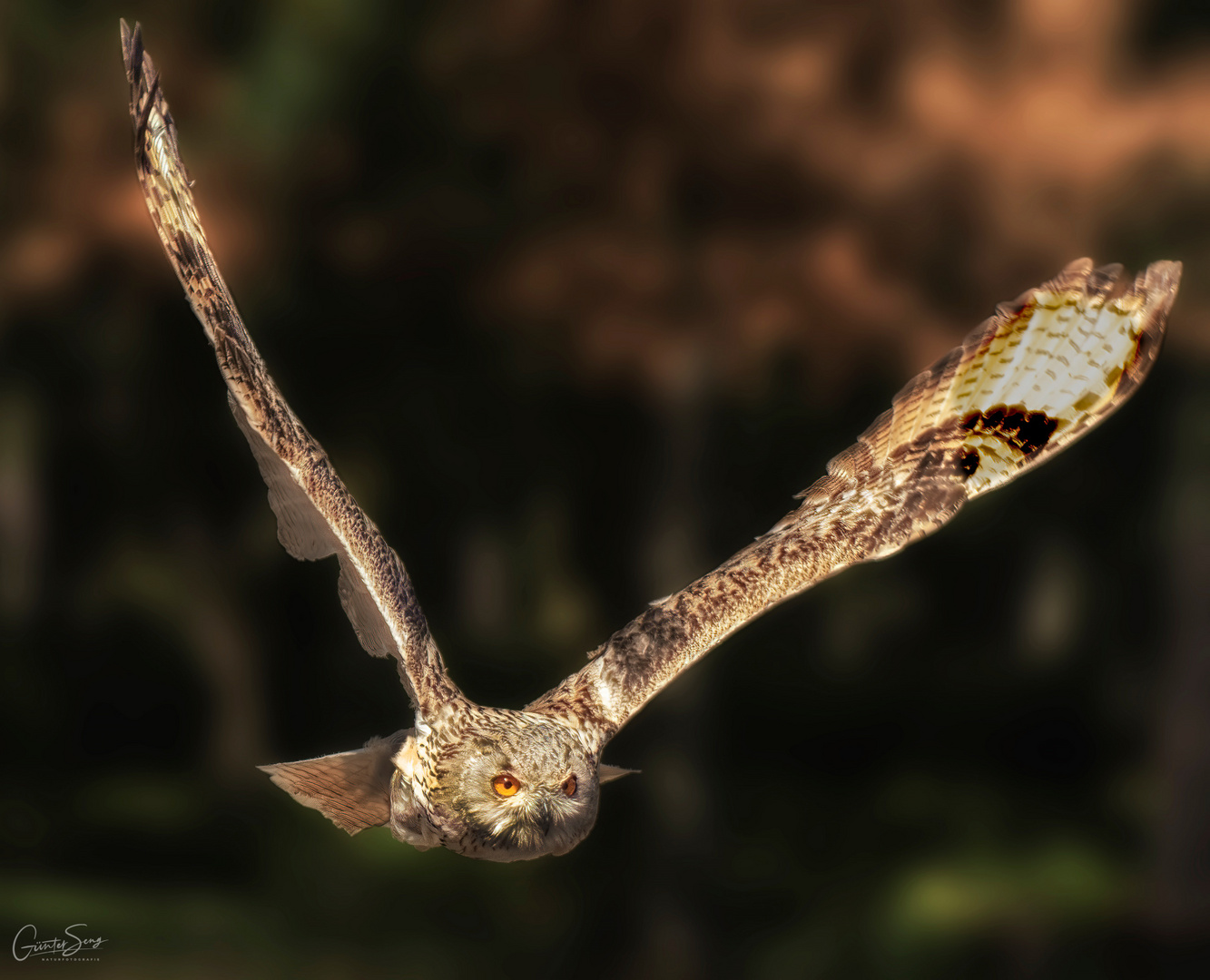 Sibirischer Uhu im tiefen Anflug