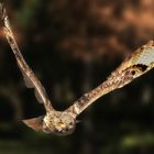 Sibirischer Uhu im tiefen Anflug