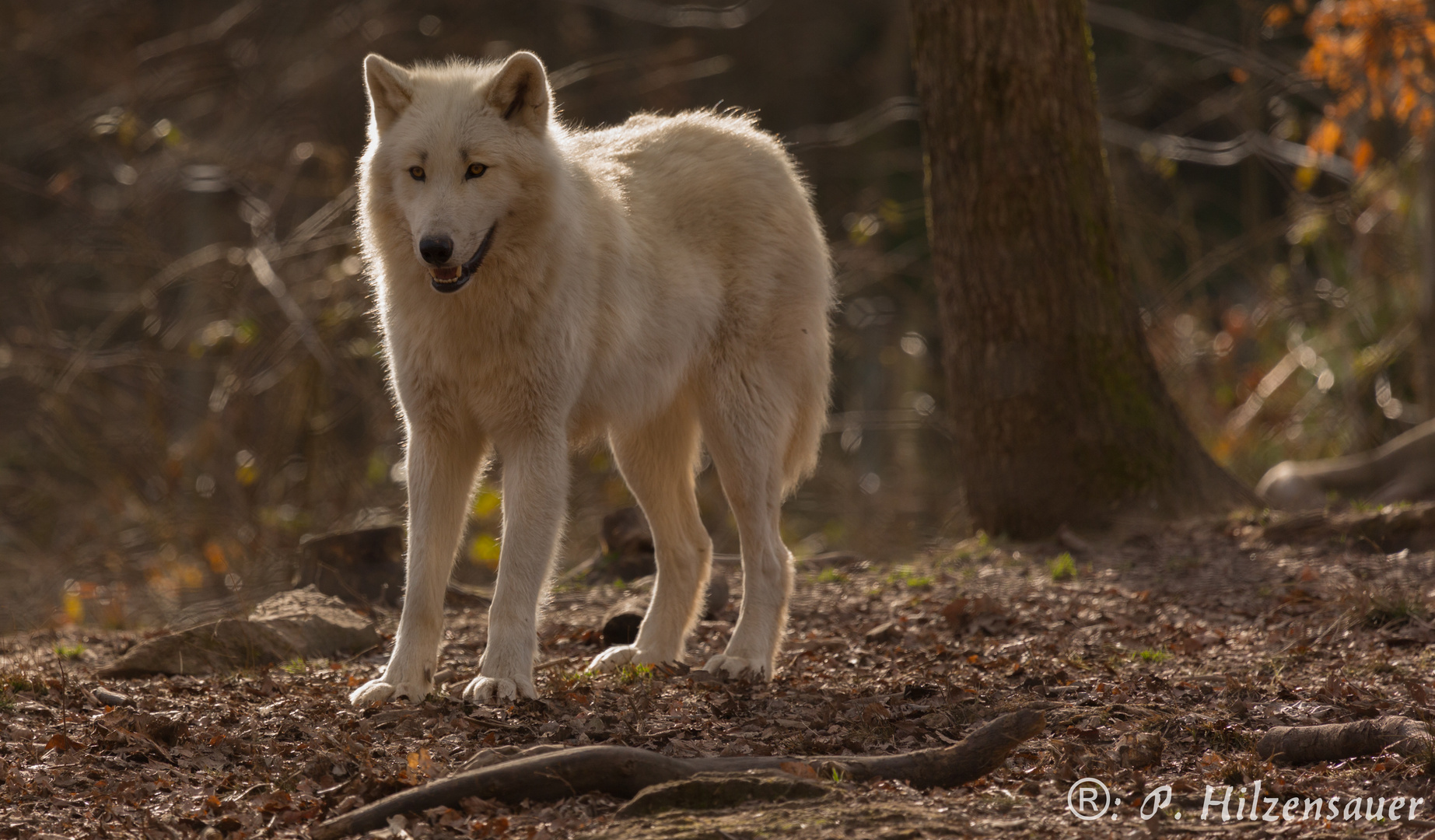 Sibirischer Wolf