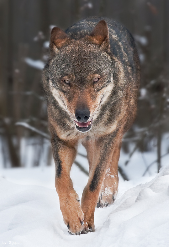 Sibirischer Wolf