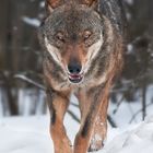 Sibirischer Wolf