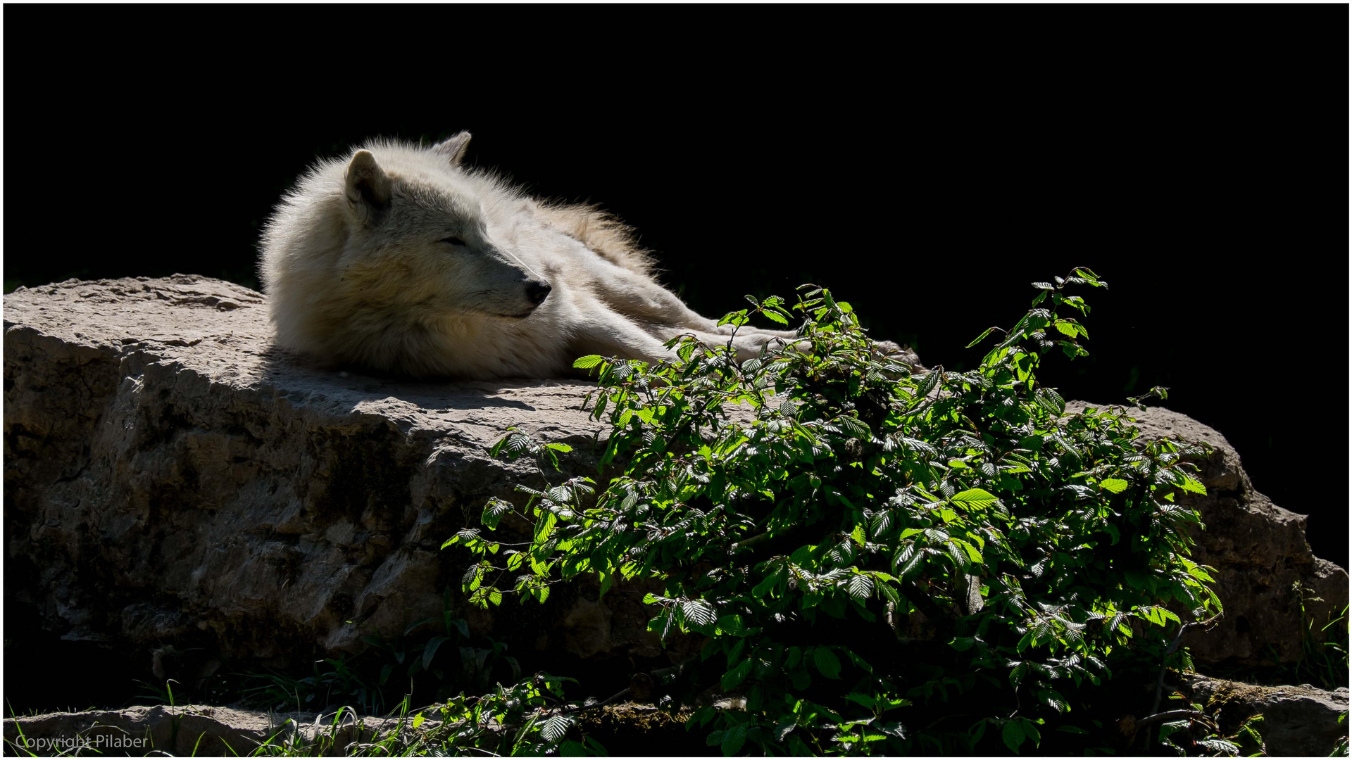 Sibirischer Wolf