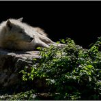 Sibirischer Wolf