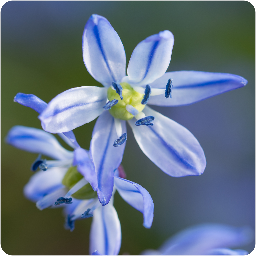 Sibirisches Blausternchern