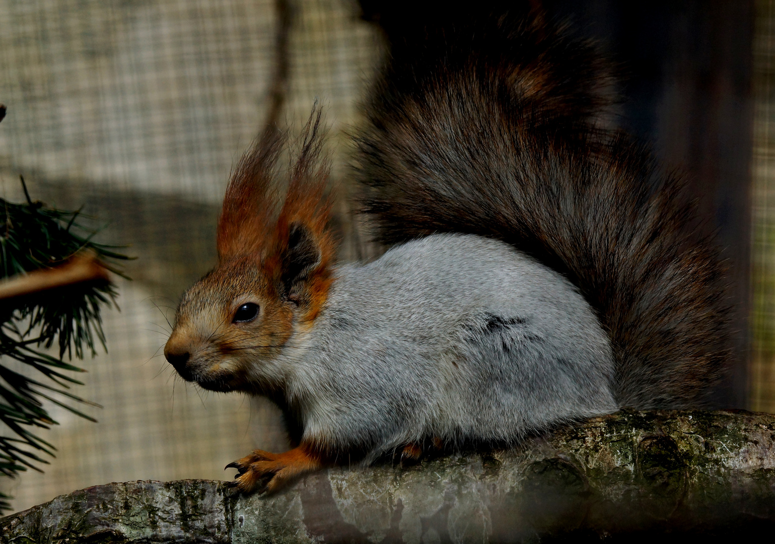 Sibirisches Eichhörnchen