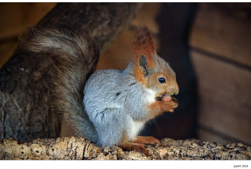 Sibirisches Eichhörnchen...