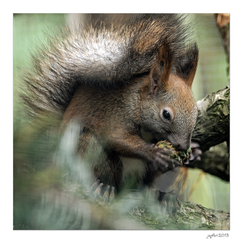 Sibirisches Eichhörnchen...