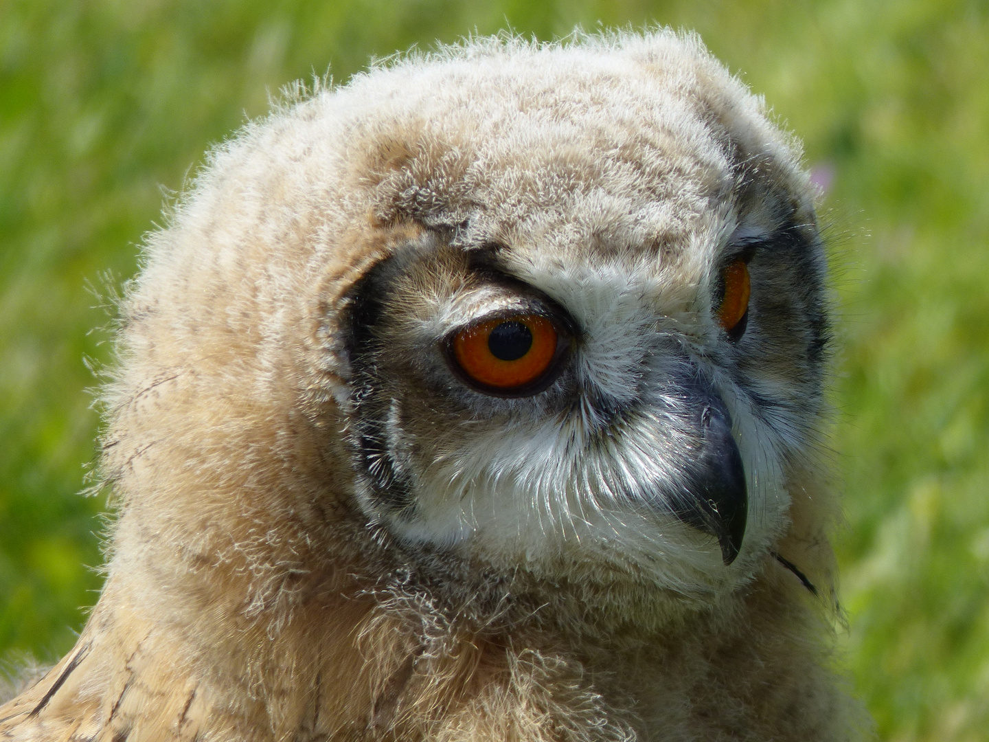 sibirisches Eulenbaby im Wildpark