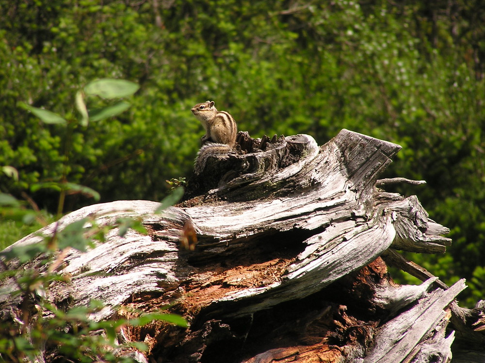 sibirisches Streifenhörnchen