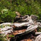 sibirisches Streifenhörnchen