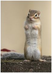 Sibirisches Streifenhörnchen (Tamias sibiricus)