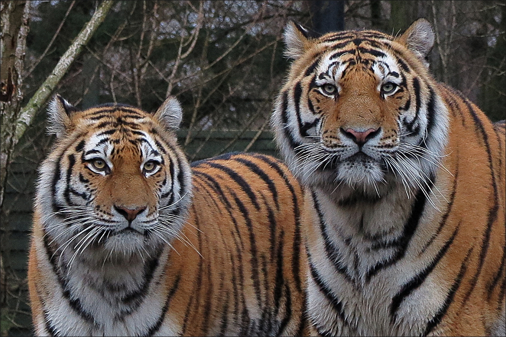 Sibirisches Tiger-Duo