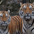 Sibirisches Tiger-Duo