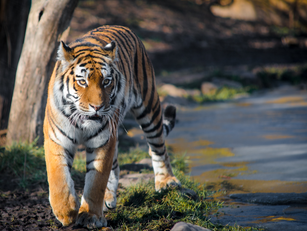 Sibirscher Tiger