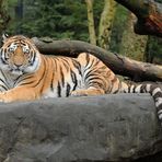 Sibischer Tiger -2-