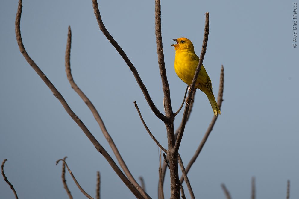 Sicalis flaveola