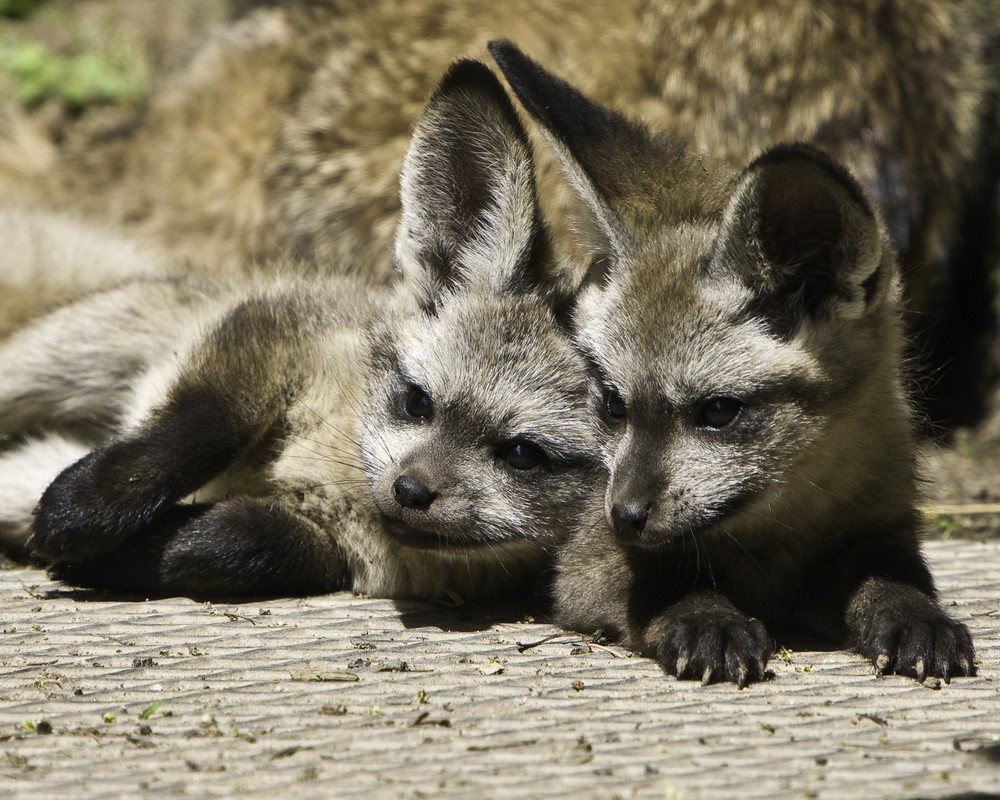 Sich aneinander kuscheln