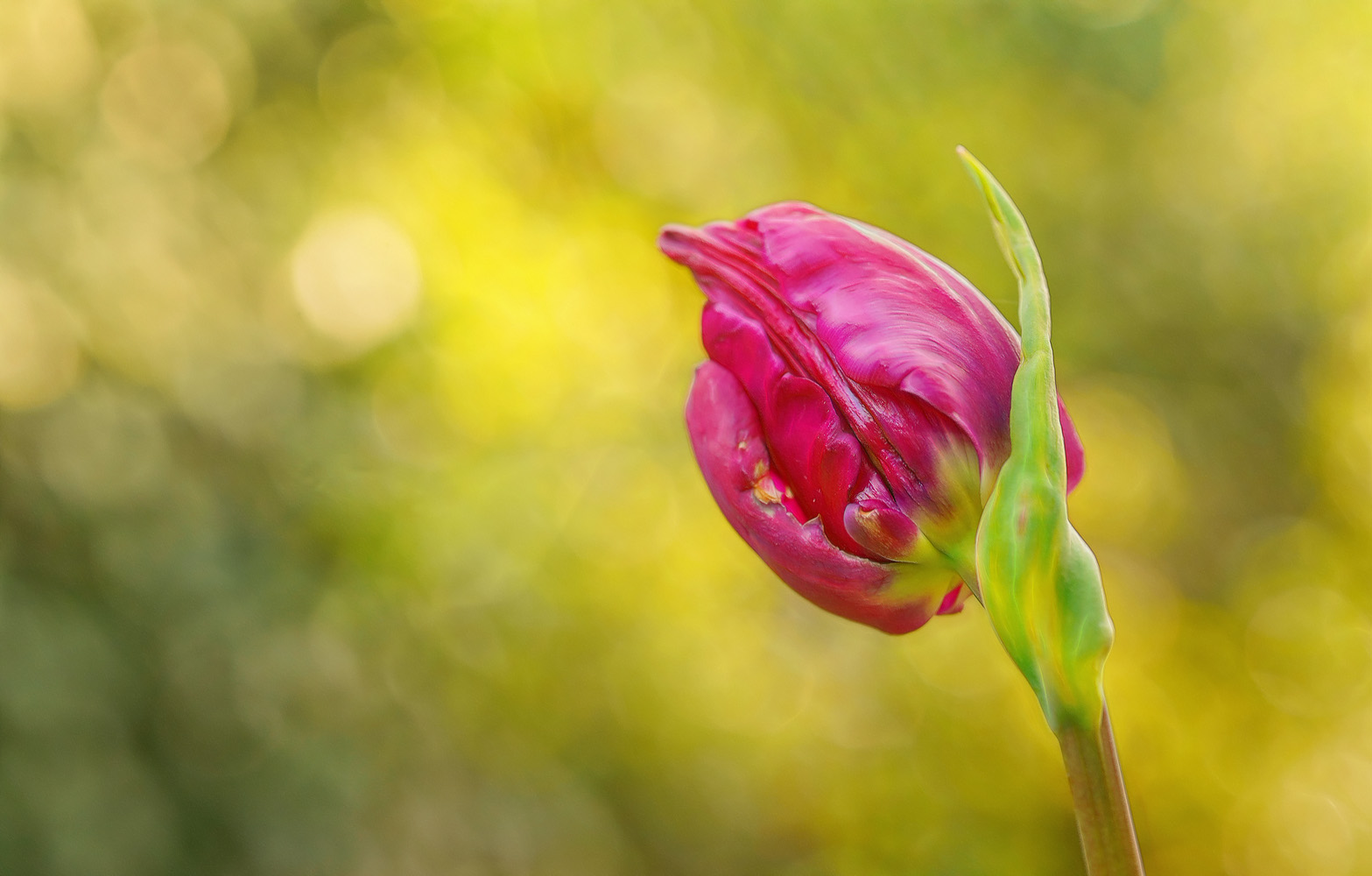 sich anziehen lassen von blumen ...